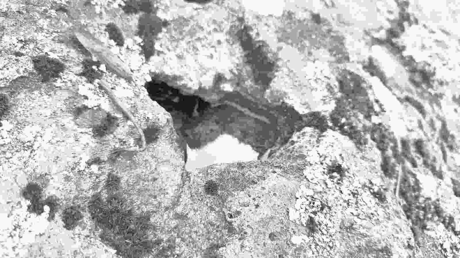 long_meg_spider_puddle