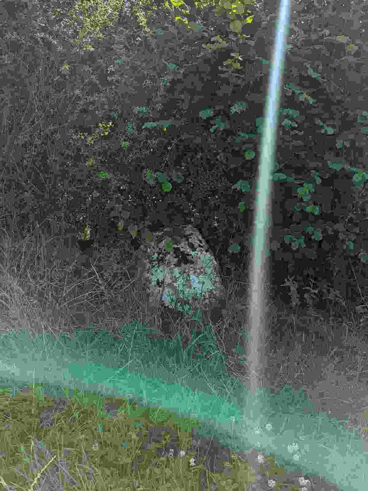 sewborwens_3