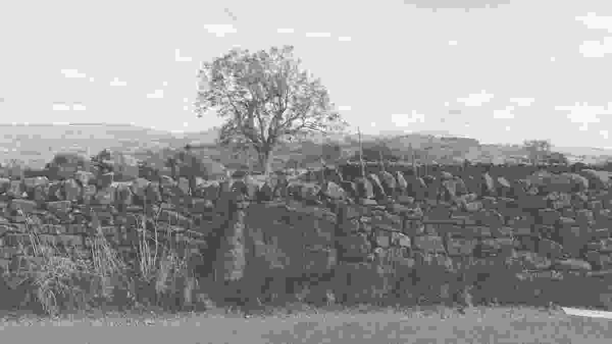 20240928_lark_hill_001
